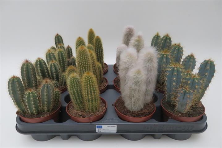 Cactus mix zuil, gemengde zuilvormige cactussen, potmaat 8,5 cm