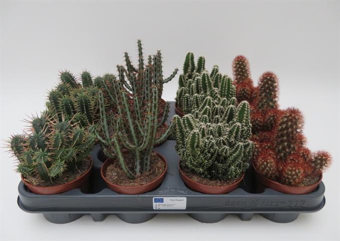 Cactus mix vertakt met zijscheuten, potmaat 8,5 cm
