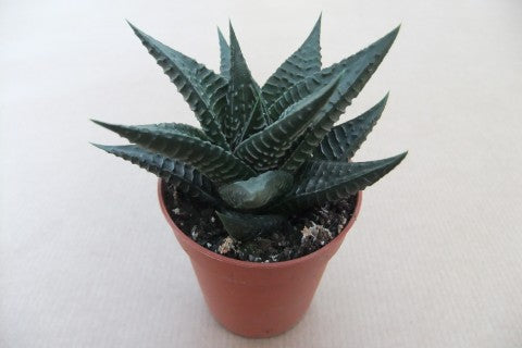 Haworthia limifolia met geribbelde bladeren, potmaat 5,5 cm