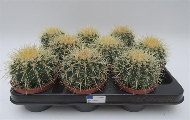 Echinocactus grusonii, goudgele bolcactus, potmaat 10,5 cm