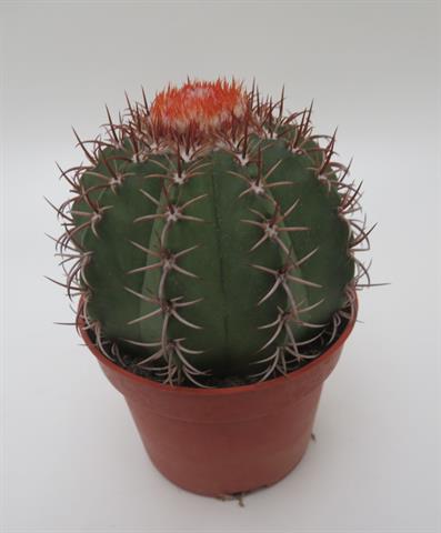 Melocactus matanzanus met oranjerood cephalium, potmaat 10,5 cm