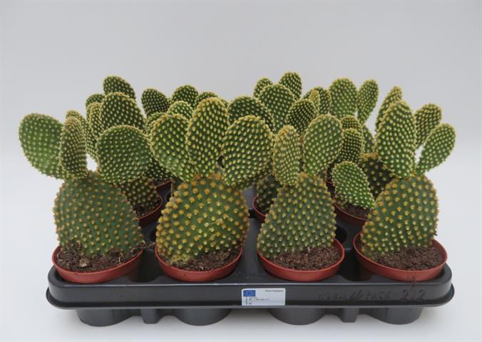 Opuntia microdasis var. pallida met goudgele glochiden, potmaat 8,5 cm