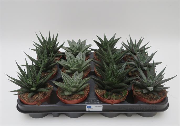 Haworthia mix in gemengde soorten, potmaat 8,5 cm