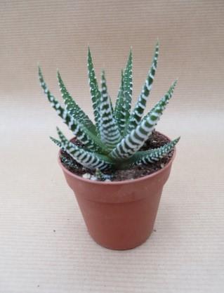 Haworthia bigband met brede witte banden, potmaat 5,5 cm