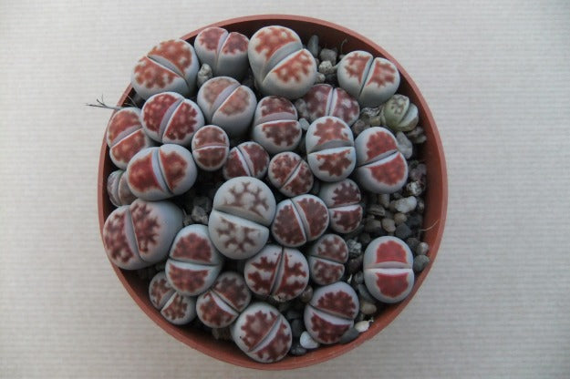 Lithops karasmontana var. bicolor, tweekleurige levende steen, potmaat 8,5 cm