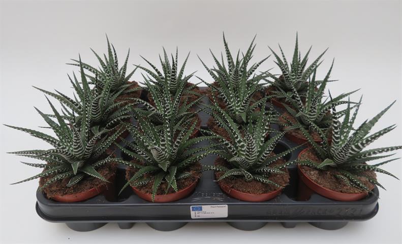 Haworthia bigband met brede witte dwarsbanden, potmaat 8,5 cm