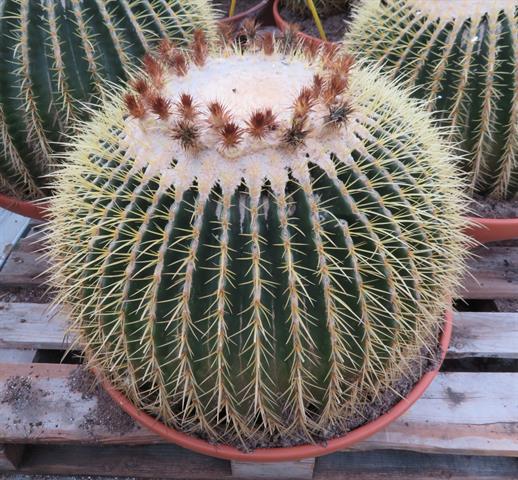 Volgroeide Echinocactus grusonii solitair, potmaat 51 cm