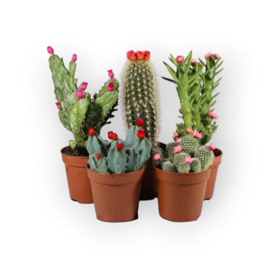 succulux set van vijf mini-cactussen in bruine potjes met kleurrijke kunstbloemen voor een vrolijk interieur potmaat 5.5