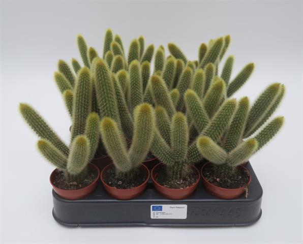 Borzicactus species, vertakte zuilcactus, potmaat 5,5 cm