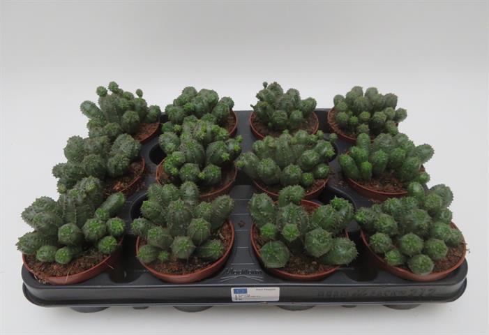 Euphorbia globosa hybride met gestapelde bolletjes, potmaat 8,5 cm
