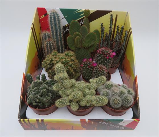 Cactus display Mexican Icons, klassieke Mexicaanse cactussoorten, potmaat 8,5 cm
