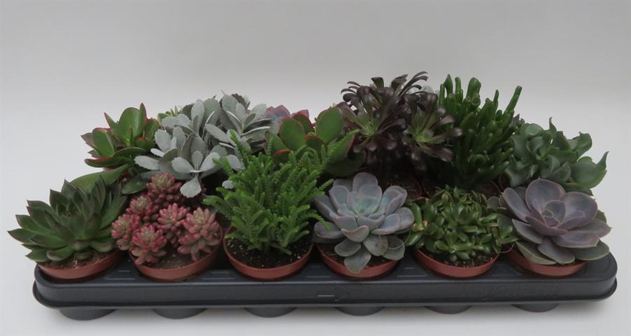 Succulent mix, gemengde vetplanten, potmaat 8,5 cm