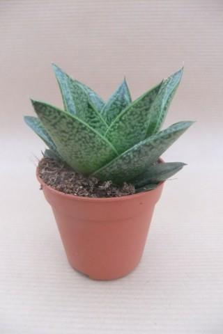 Gasteria D tiga met gespikkelde tongvormige bladeren, potmaat 5,5 cm