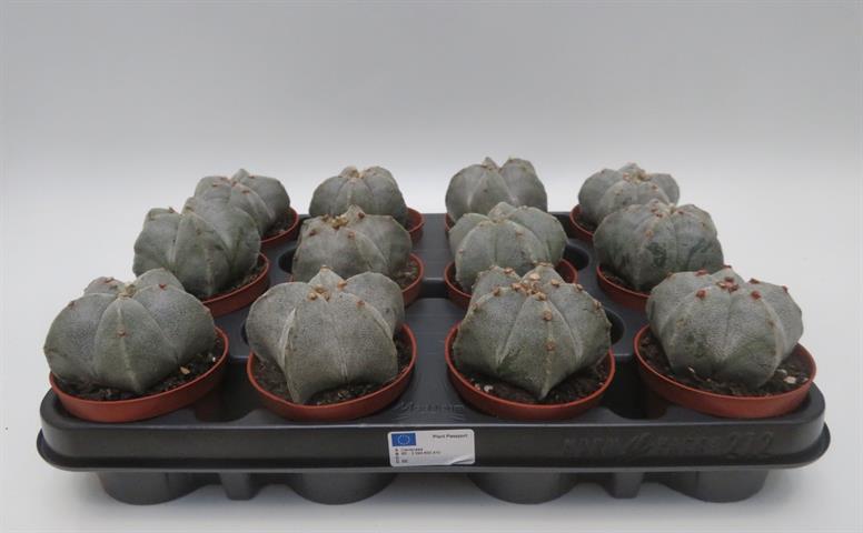 Astrophytum microstigma, bisschopsmuts cactus met witte stippeling, potmaat 8,5 cm