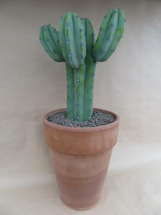 Myrtillocactus geometrizans in stenen vaaspot, blauwgroene kandelaarcactus, potmaat 33 cm
