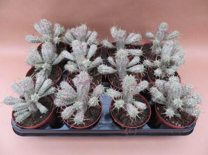 Euphorbia mammillaris variegata, bonte maiskolfcactus, potmaat 8,5 cm