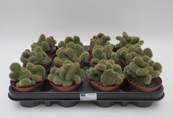 Borzicactus cristata, gekamde zuilcactus met goudgele bedoorning, potmaat 8,5 cm