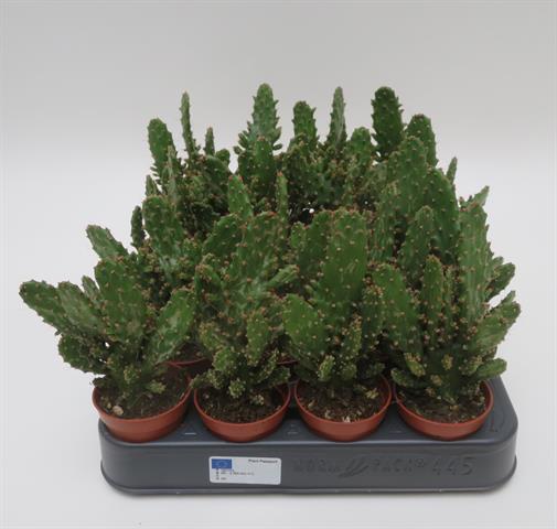 Opuntia monacantha var. variegata, bontbladige vijgcactus, potmaat 5,5 cm