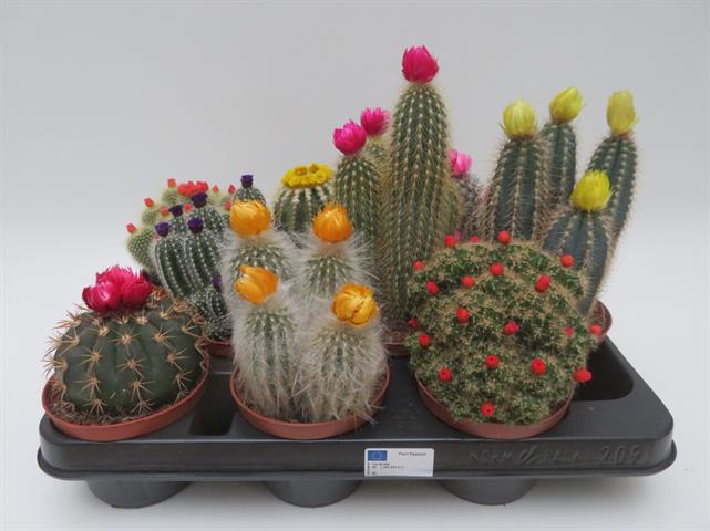 Cactus strobloem mix met gekleurde gedroogde bloemen, potmaat 10,5 cm