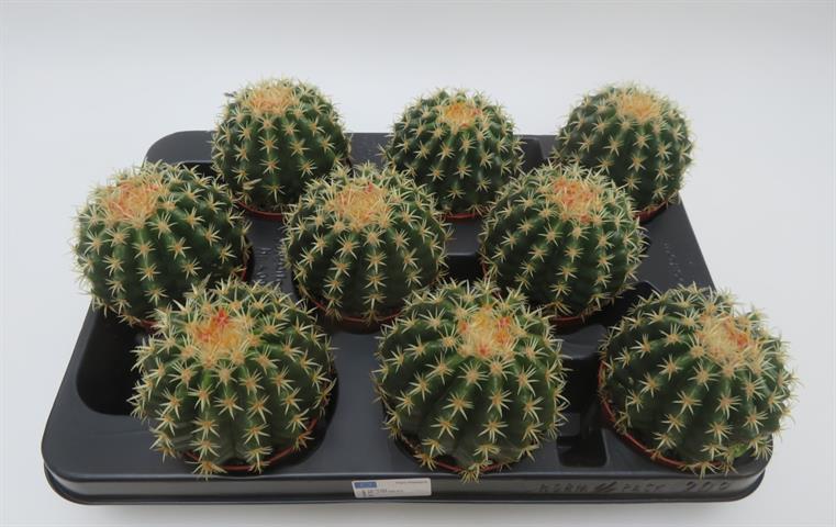 Echinocactus grusonii var. brevispinus, goudgele bolcactus, potmaat 8,5 cm