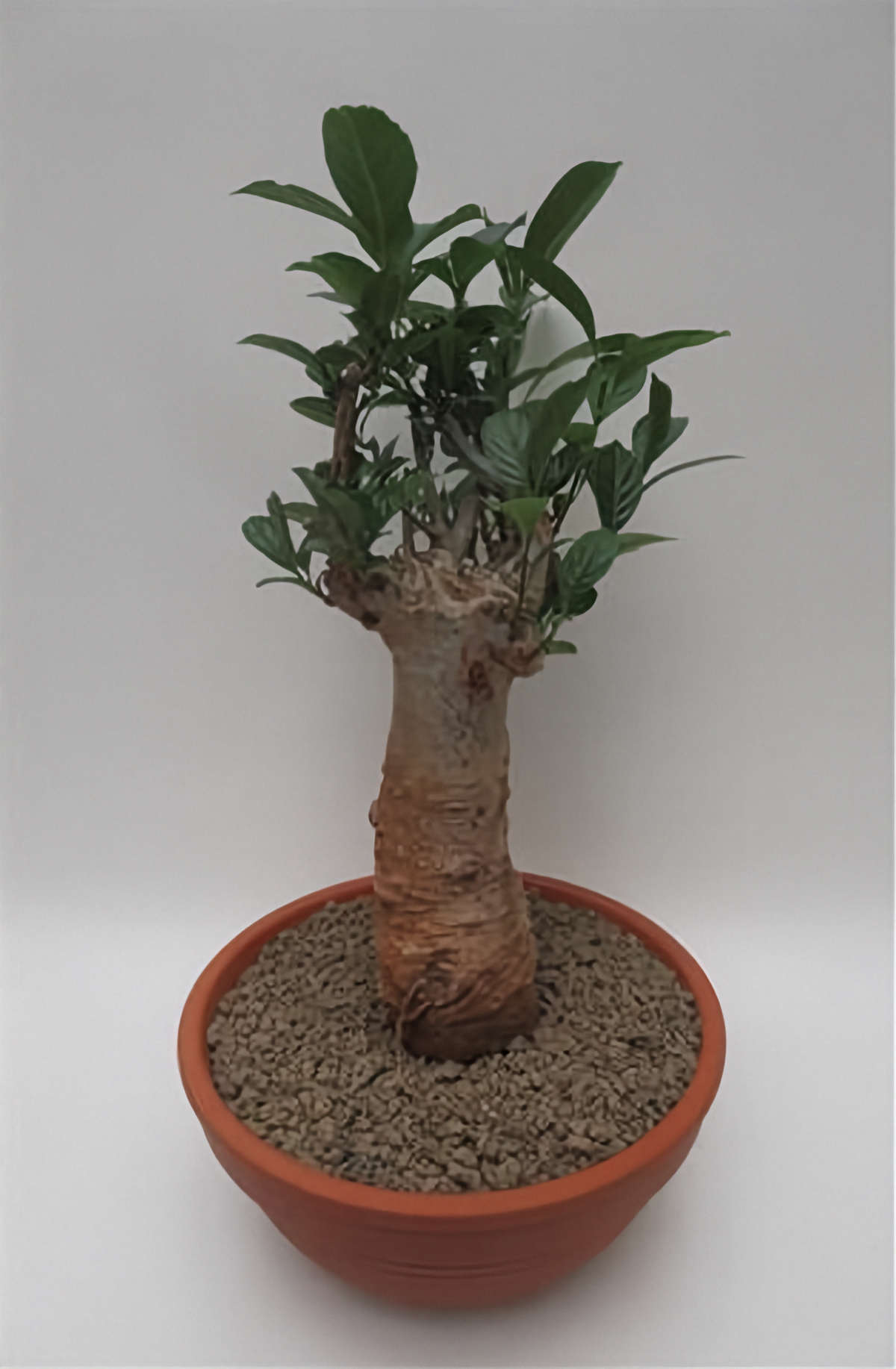 Adansonia digitata (baobab) per stuk - potmaat 33 cm