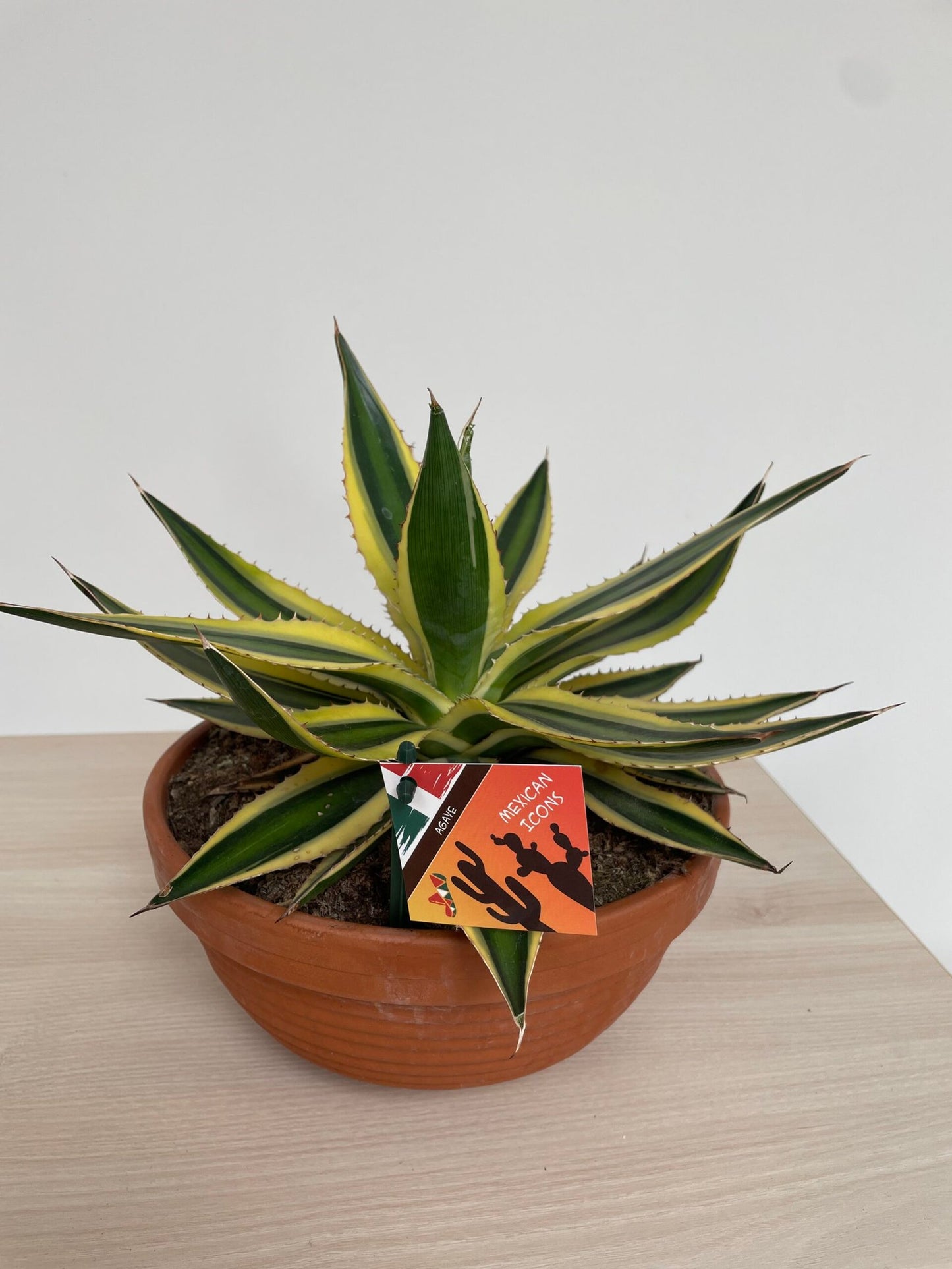 Agave - Succulux