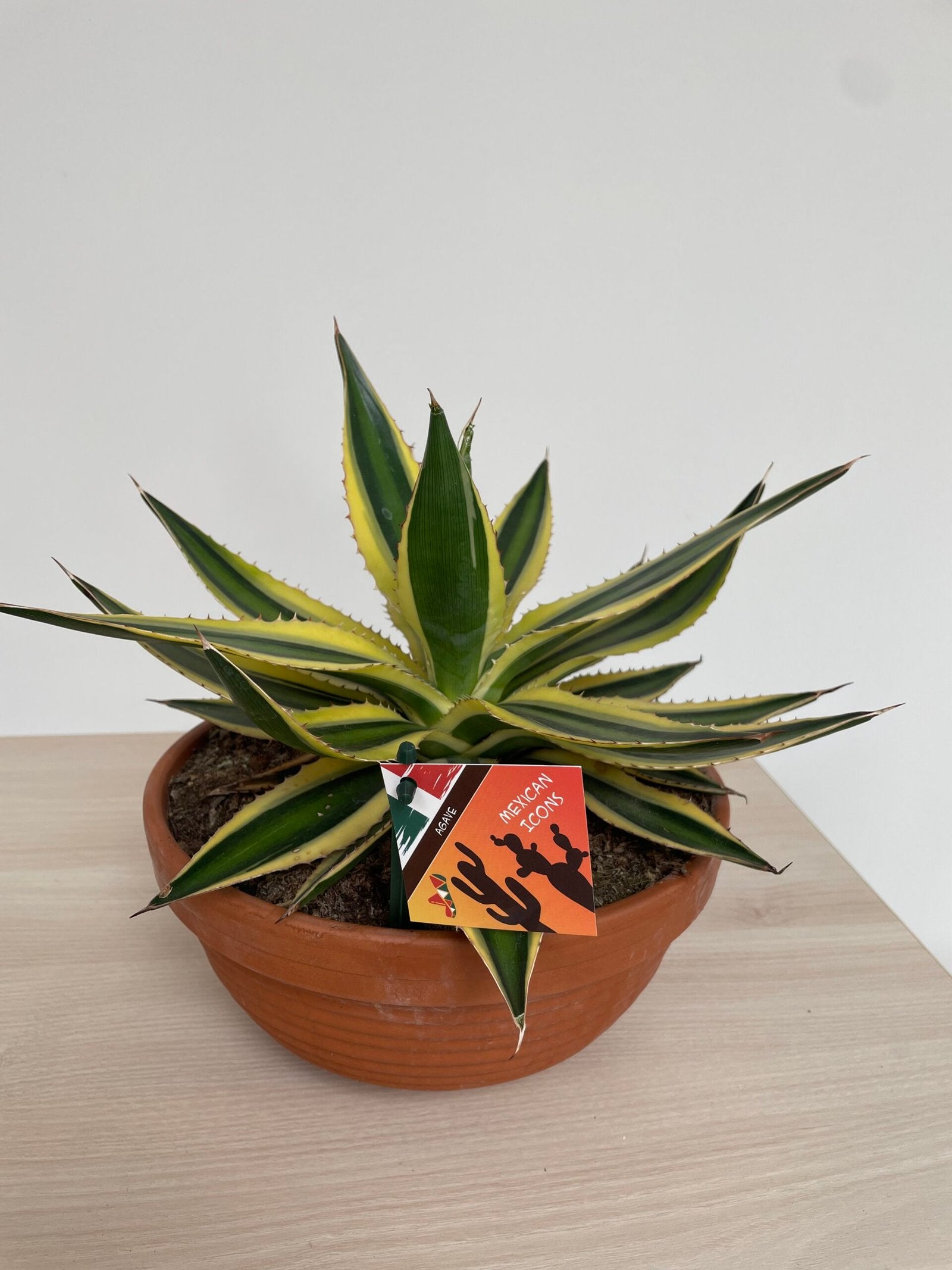 Agave - Succulux