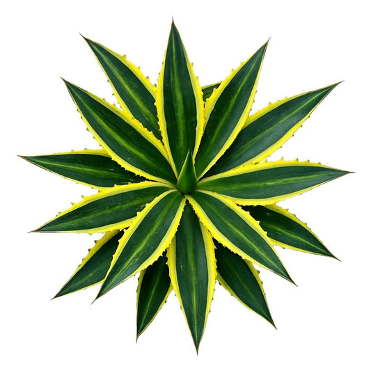 Agave - Succulux