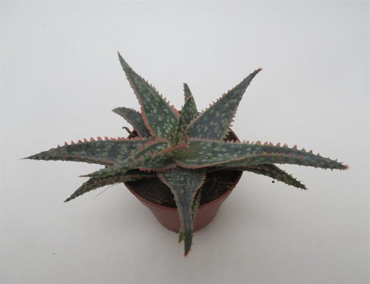 Aloe blush met roodgetinte bladeren, potmaat 5,5 cm