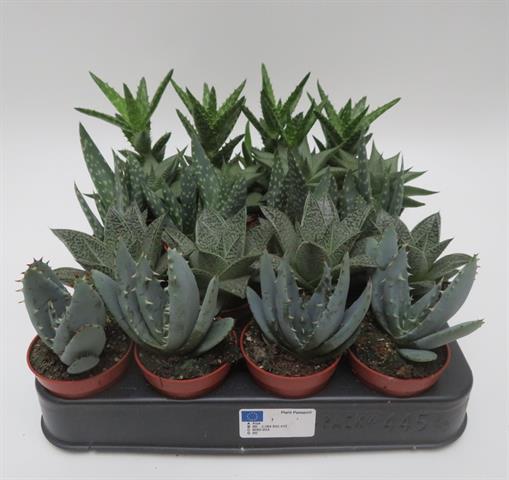Aloe mix, gemengde aloë soorten, potmaat 5,5 cm