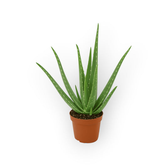 succulux Aloe vera plant met groene bladeren in een bruine 14 cm kweekpot op een witte achtergrond