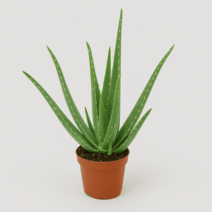 Aloe Vera Plant - Potmaat 14 cm