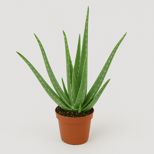 Aloe Vera Plant Potmaat 14 cm - Succulux