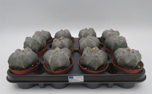 Astrophytum microstigma, bisschopsmuts cactus met witte stippeling, potmaat 8,5 cm