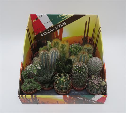 Cactus display Mexican Icons, cactussen in Mexicaans thema, potmaat 5,5 cm