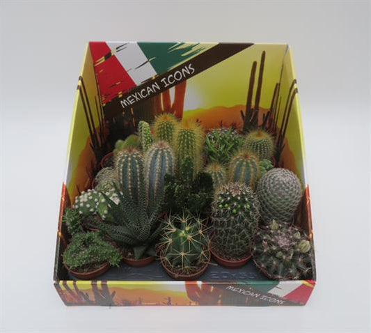 Cactus display Mexican Icons, cactussen in Mexicaans thema, potmaat 5,5 cm