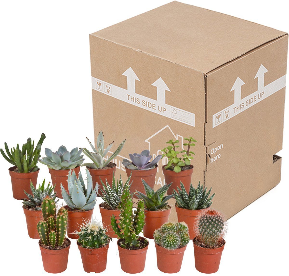 Cactus en Vetplanten Mix - Succulux