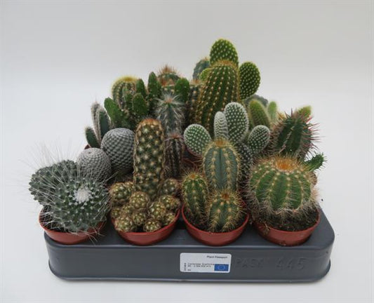 Cactus mix in gemengde soorten, potmaat 5,5 cm