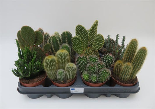 Cactus mix in gemengde soorten, potmaat 8,5 cm