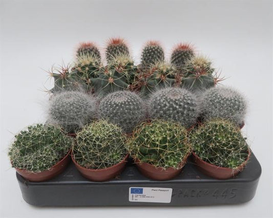 Cactus mix bol, bolvormige cactussen, potmaat 5,5 cm