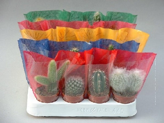 Cactus mix in kleurhoes, cactussen in gekleurde sierhoes, potmaat 5,5 cm