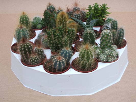 Cactus mix in taartje, 19 cactussen in een rond schaaltje, potmaat 5,5 cm