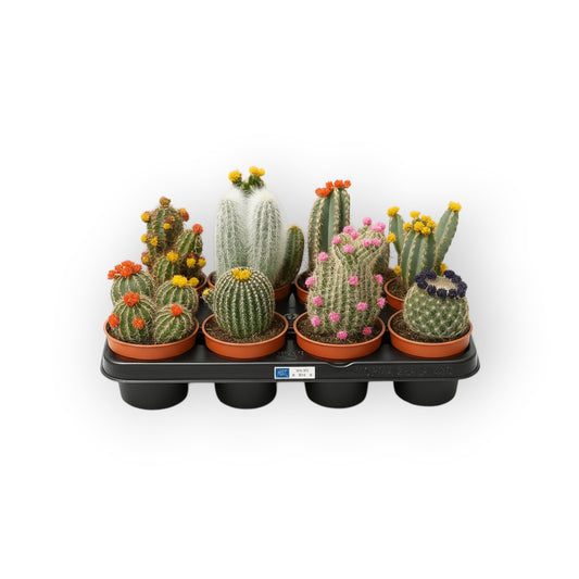 Succulux set van 8 diverse kleine cactussen in kweekpotten met kleurrijke bloemen en verschillende texturen