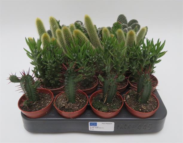 Cactus mix vertakt, vertakte cactussen, potmaat 5,5 cm