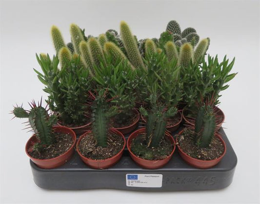 Cactus mix vertakt, vertakte cactussen, potmaat 5,5 cm