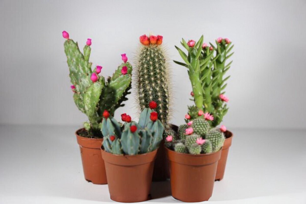 Cactus Strobloem Mix - Succulux