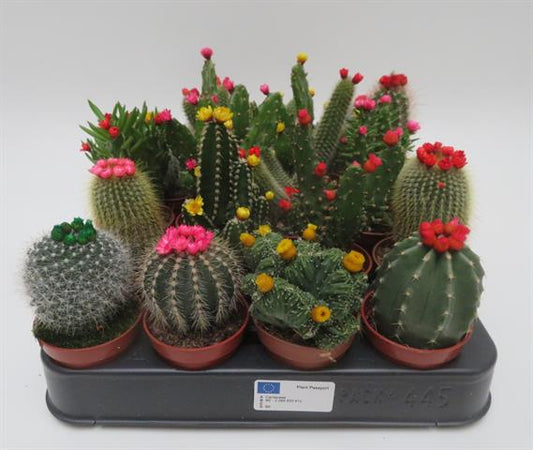 Cactus strobloem mix, cactussen met gekleurde strobloemen, potmaat 5,5 cm