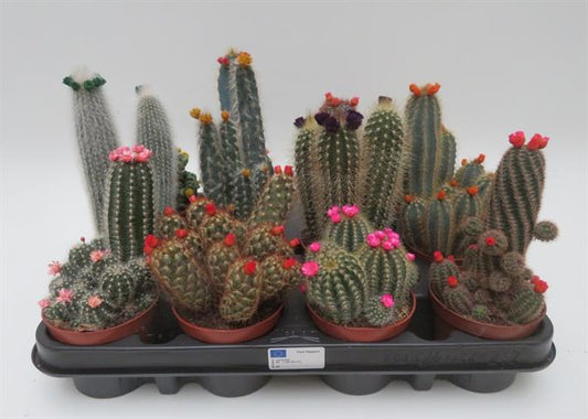 Cactus strobloem mix, cactussen met gekleurde strobloemen, potmaat 8,5 cm