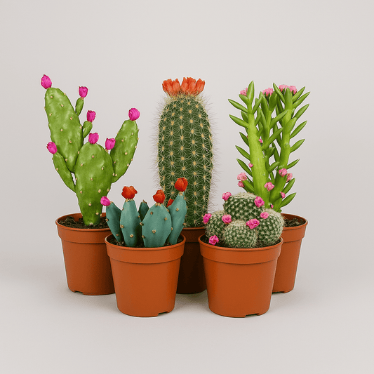 Cactus Strobloem Mix - Succulux