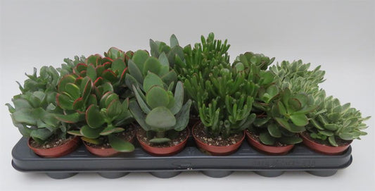 Crassula mix, gemengde crassula soorten, potmaat 8,5 cm